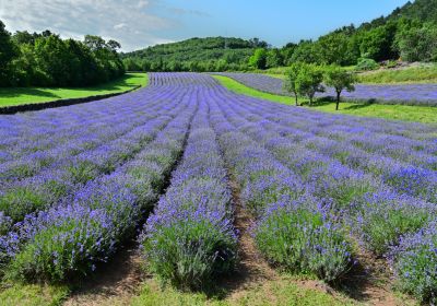 Campi di lavanda